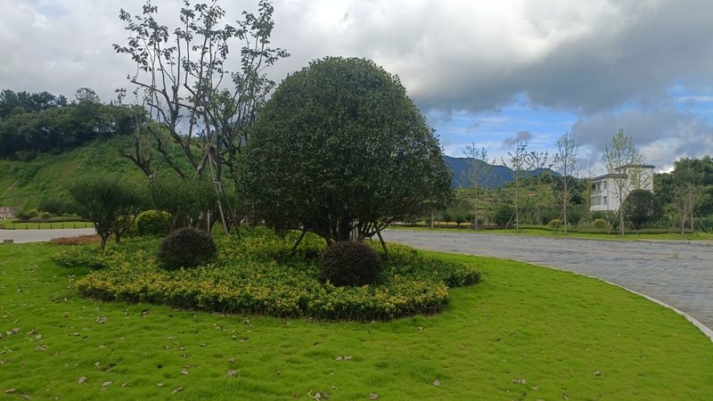 办公室室内垂直绿化植物推荐：打造绿色空间的艺术**